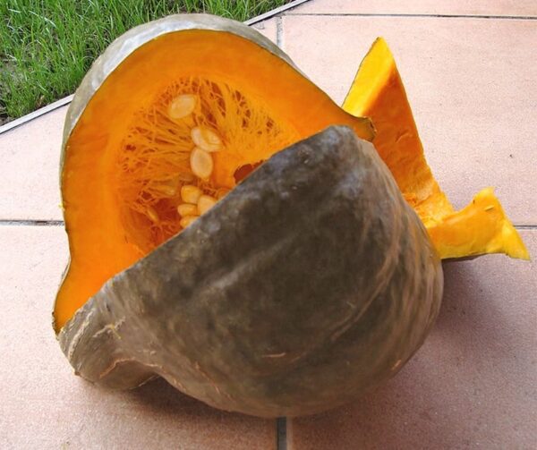 Гарбуз максімальны (Cucurbita maxima)