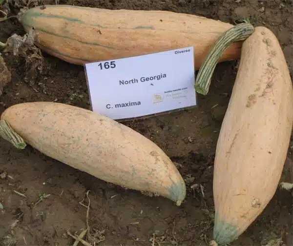Cucurbita maxima North Georgia Banan