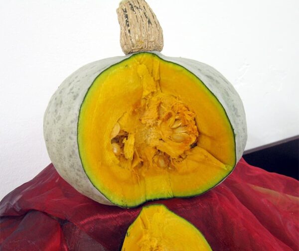 Cucurbita maxima Permanent F1