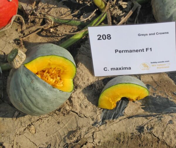 Cucurbita maxima Permanent F1 - Afbeelding 2