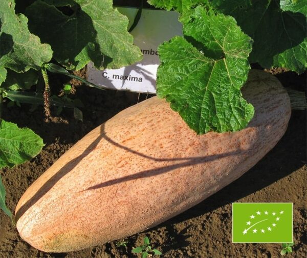 Cucurbita maxima Pink Jumbo Banana BIO