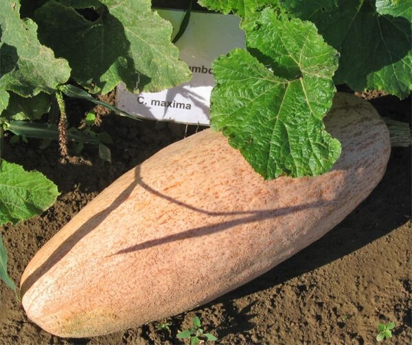 Cucurbita maxima Rosa jumbobanan