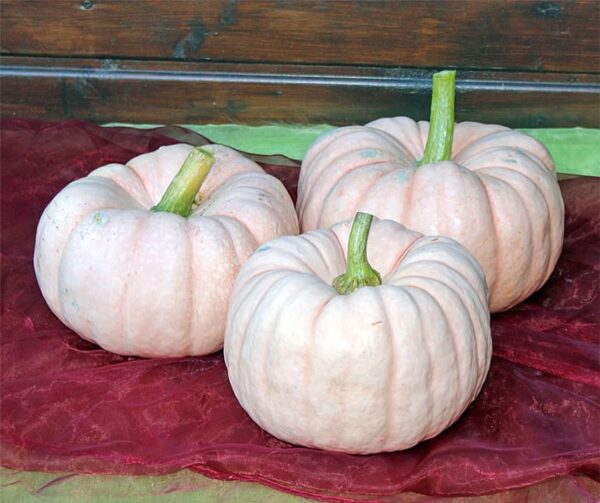 Cucurbita maxima Porcelain Princess F1