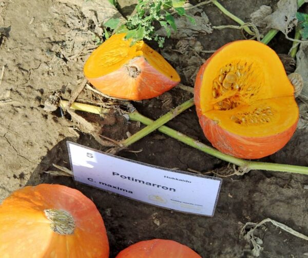Cucurbita maxima Potimarron - Afbeelding 2