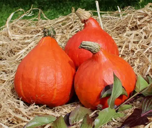 Cucurbita maxima Kuri Roja BIO - Imagen 3