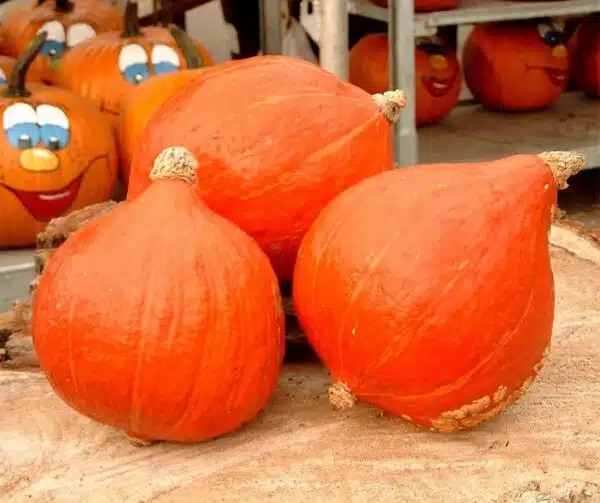 Cucurbita maxima Kuri Roja BIO - Imagen 2