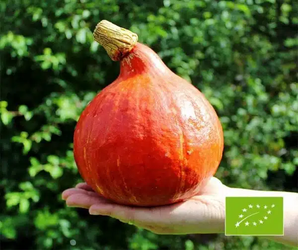 Cucurbita maxima Red Kuri BIO