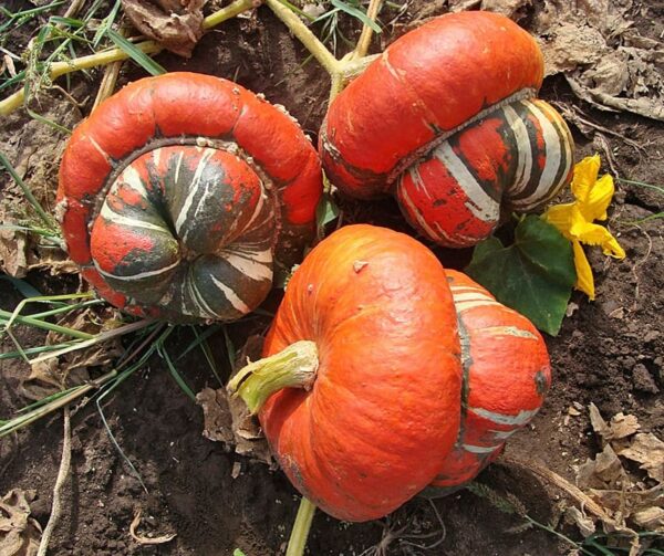 Cucurbita maxima Red Turban BIO - Image 2