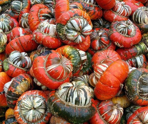 Cucurbita maxima Red Turban