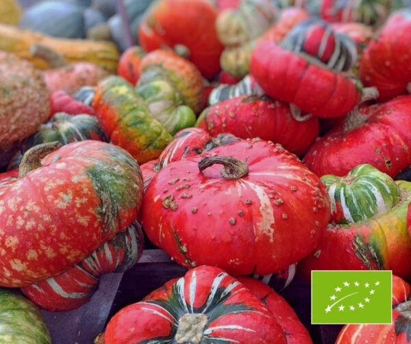 Cucurbita maxima Red Turban BIO