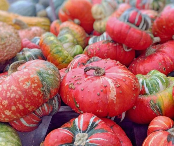Cucurbita maxima Red Turban BIO - Image 3