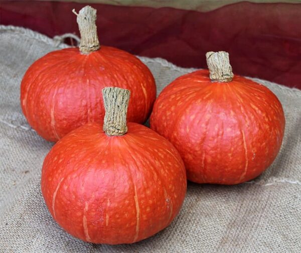 Cucurbita maxima Rotorua F1 - Afbeelding 2