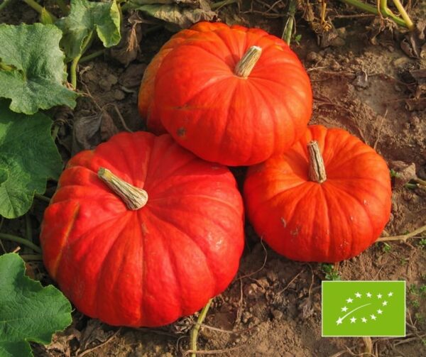 Cucurbita maxima Rouge Vif d&#39;Etamps BIO