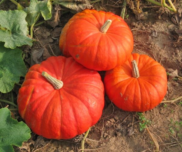 Cucurbita maxima Rouge Vif d'Etamps