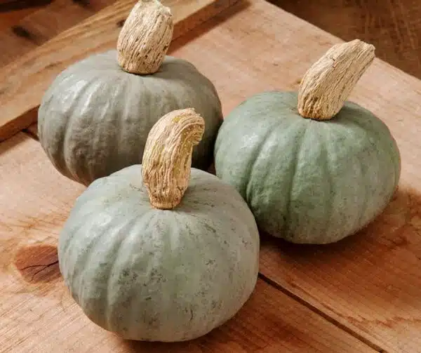 Cucurbita maxima Shokichi Shiro Grigio F1