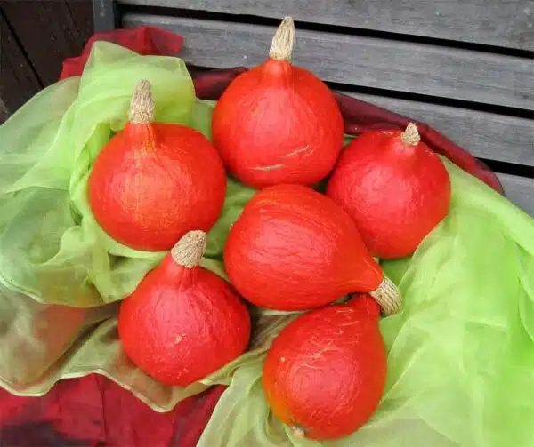 Cucurbita maxima Solor BIO - Afbeelding 2