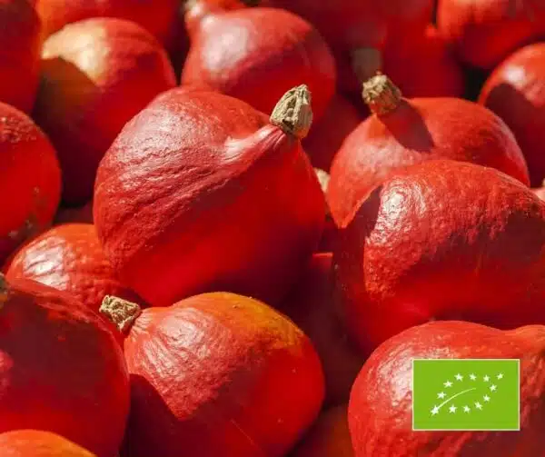 Cucurbita maxima Solor BIO