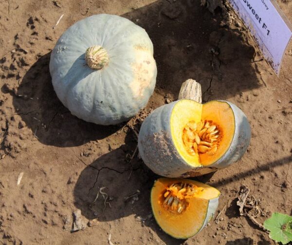 Cucurbita maxima Sombra F1 - малюнак 3