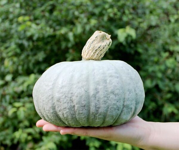 Cucurbita maxima Sombra F1 - малюнак 2