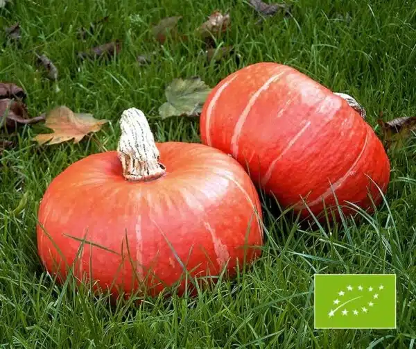 Cucurbita maxima Sunshine F1 BIO