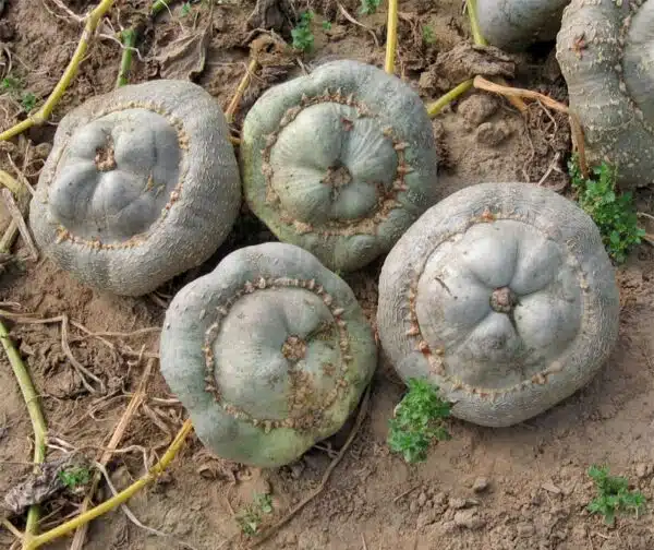 Cucurbita maxima Ute Indien