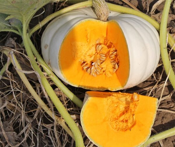 Cucurbita maxima White Heaven F1 - Afbeelding 2