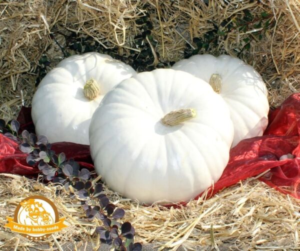 Cucurbita maxima White Heaven F1