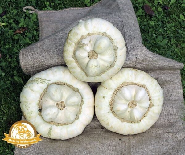 Cucurbita maxima Vit turban