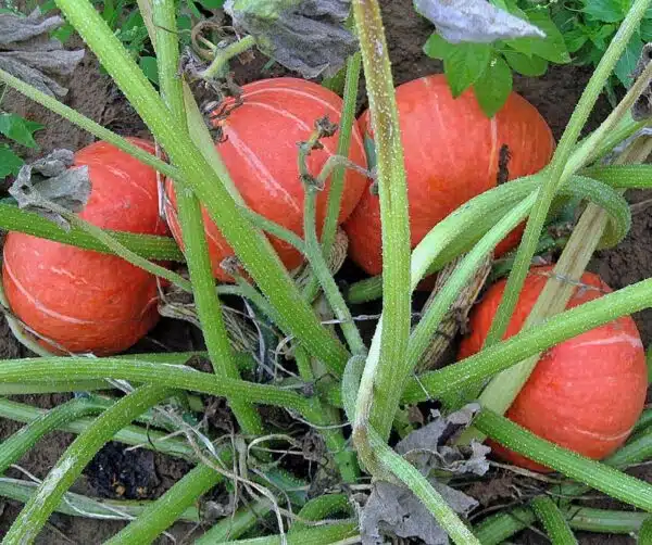 Cucurbita maxima Zora F1 - Image 3
