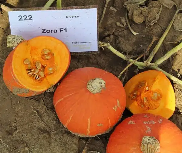 Cucurbita maxima Zora F1 - Image 2