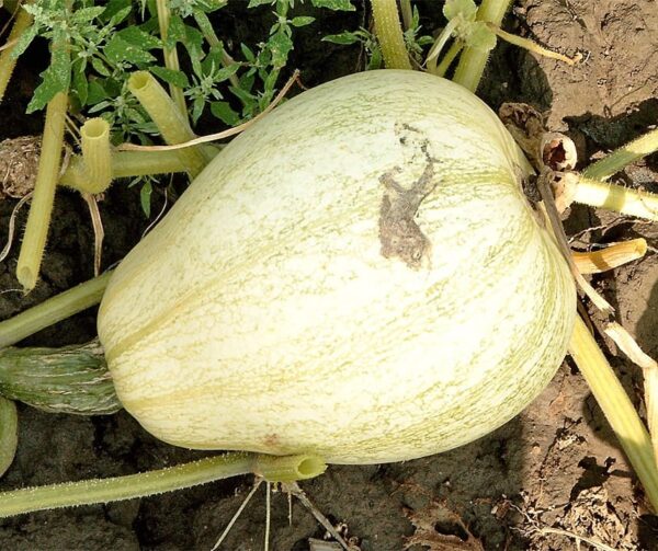 Cucurbita mixta (argyrosperma) Patata dolce del Tennessee
