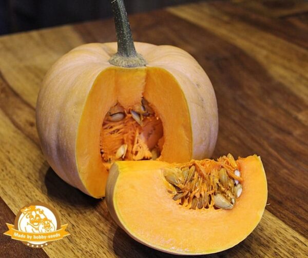 Cucurbita moschata Angelique - Image 2