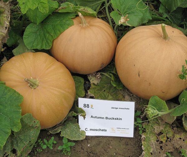 Cucurbita moschata Autumn Buckskin F1