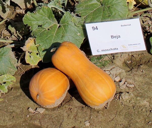 Cucurbita moschata Beja - Bild 2