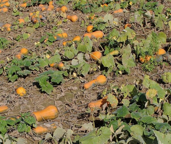 Cucurbita moschata Beja - Bild 3