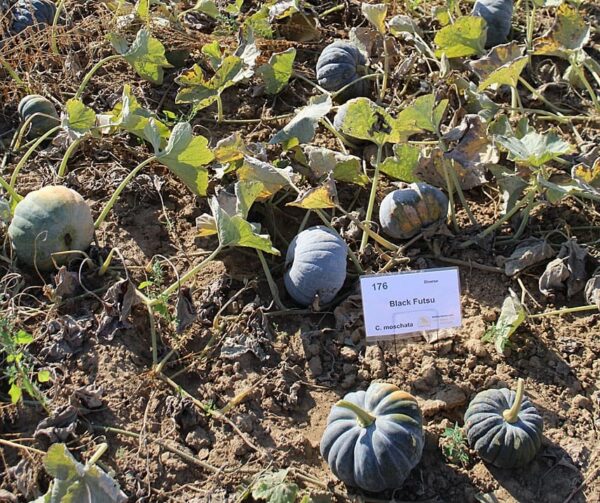 Cucurbita moschata Black Futsu - Afbeelding 3