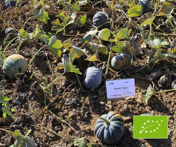 Cucurbita moschata Black Futsu BIO