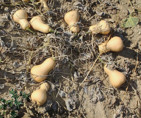 Cucurbita moschata Noyer cendré - Image 2