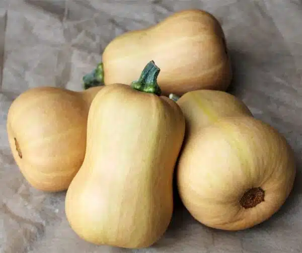 Гарбуз маскавіты (Cucurbita moschata Butterbaby F1 PMT) - Выява 2