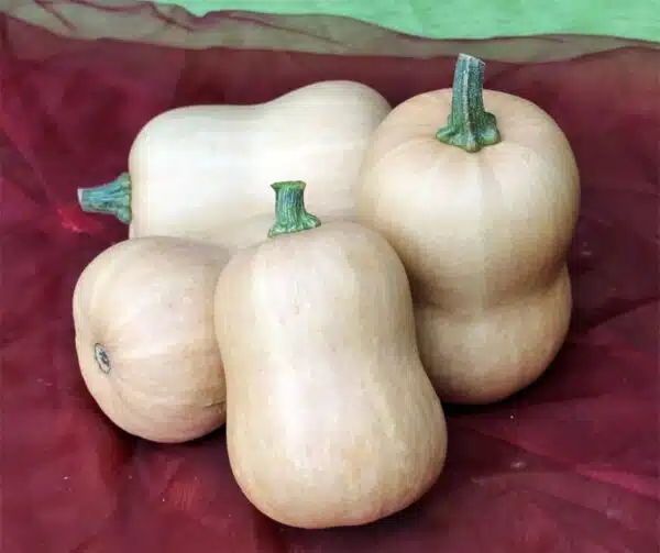 Гарбуз маскавіты (Cucurbita moschata Butterbaby F1 PMT) - Выява 4