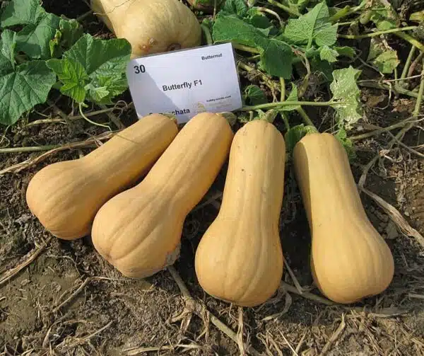 Cucurbita moschata Butterfly F1 - Afbeelding 2