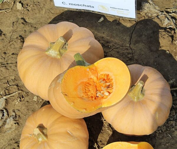 Cucurbita moschata Butterkin F1 - Afbeelding 4