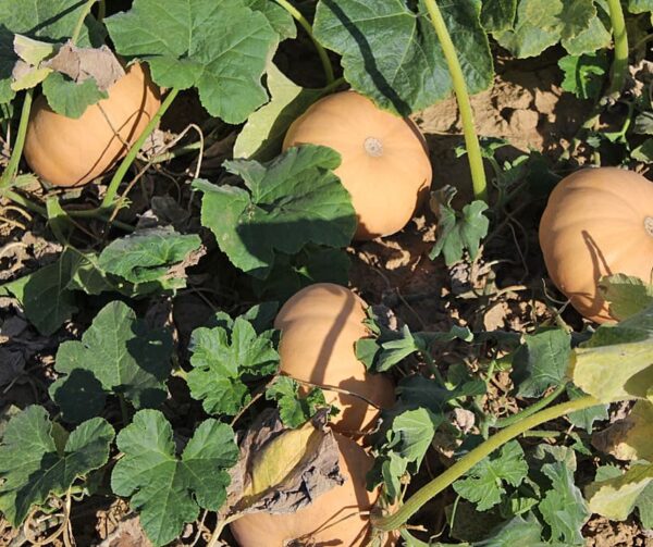 Cucurbita moschata Butterkin F1 - Afbeelding 3