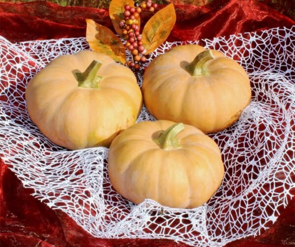 Cucurbita moschata Butterkin F1 - Afbeelding 2