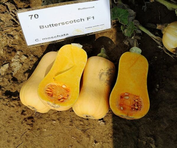 Cucurbita moschata Butterscotch PMT F1 - Immagine 2
