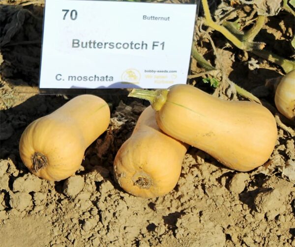 Cucurbita moschata Butterscotch PMT F1 - Immagine 3