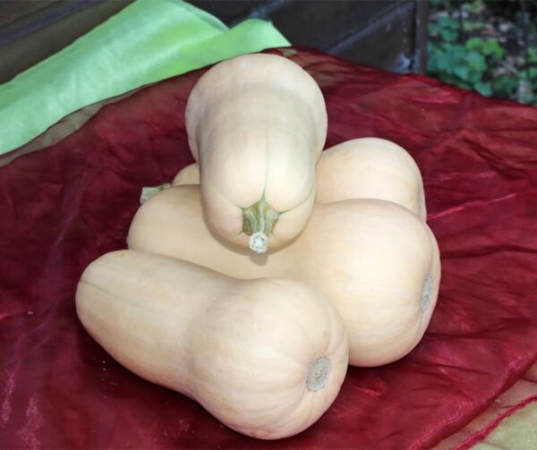 Cucurbita moschata Emilly F1 PMT - Afbeelding 4