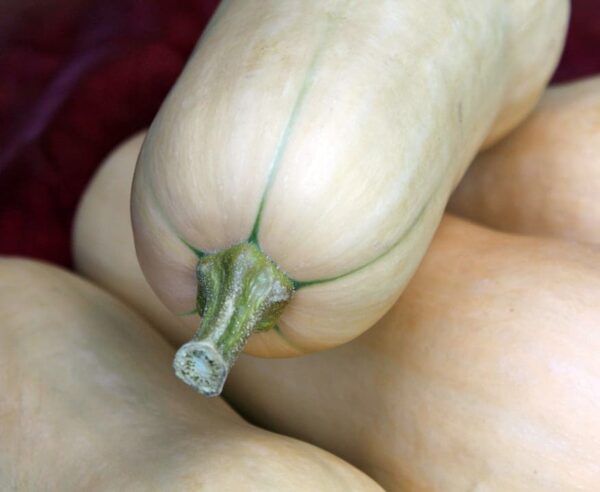 Cucurbita moschata Emilly F1 PMT - Afbeelding 3