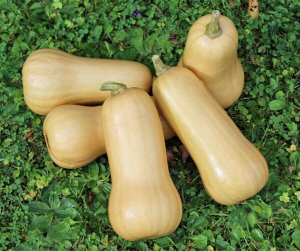 Cucurbita moschata Emilly F1 PMT - Afbeelding 2