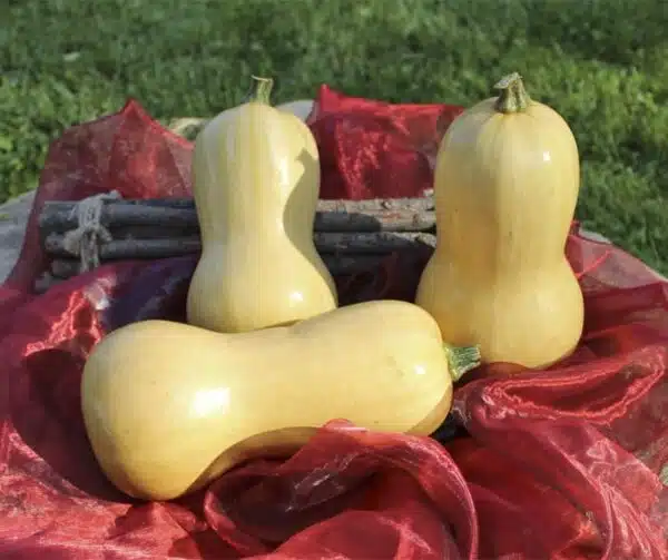 Cucurbita moschata Granit F1